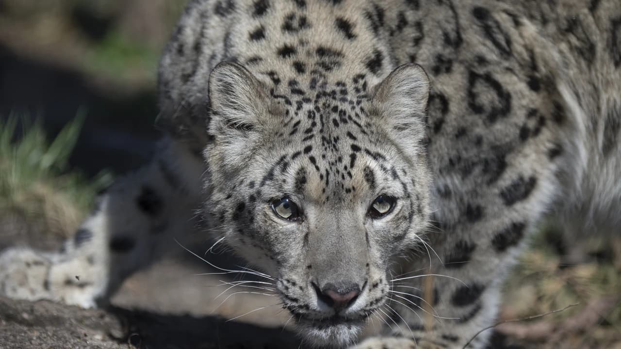 Central Park Zoo - image 7
