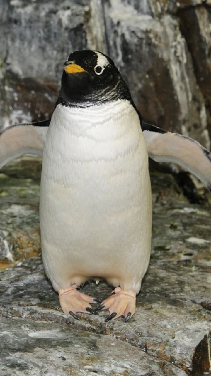 Central Park Zoo - image 8