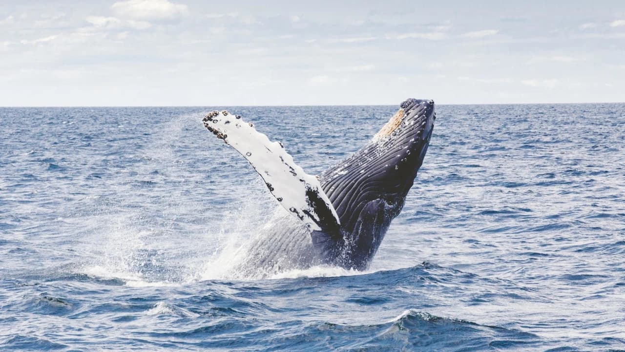 Waikiki Private Whale Watching Cruise