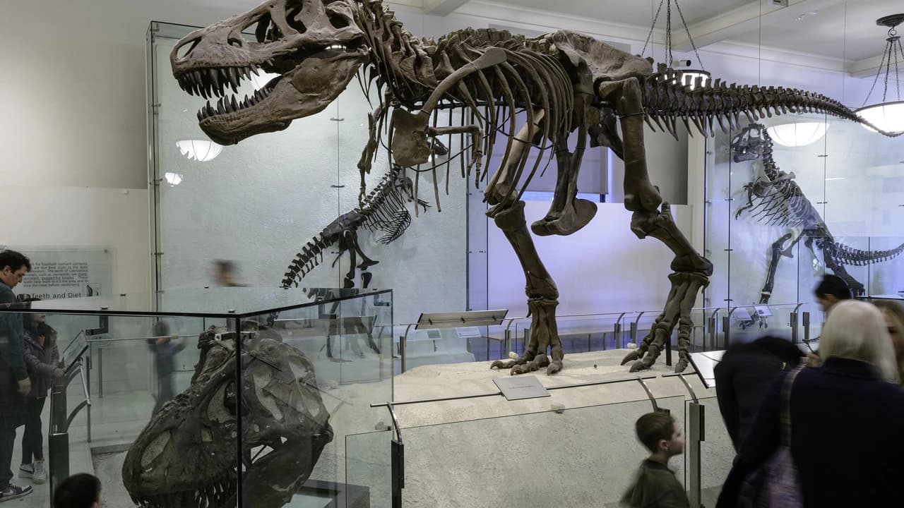 American Museum of Natural History Ticket