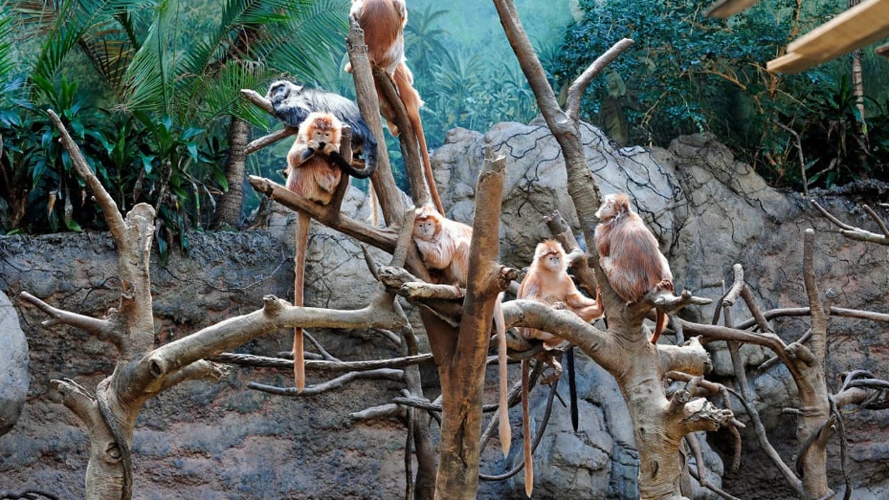 Bronx Zoo