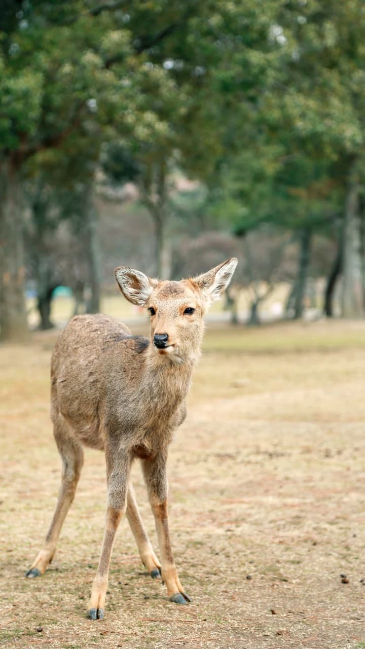Kyoto and Nara Full-Day Tour from Osaka: Kiyomizudera Area, Fushimi Inari Taisha, Nara Park - image 8