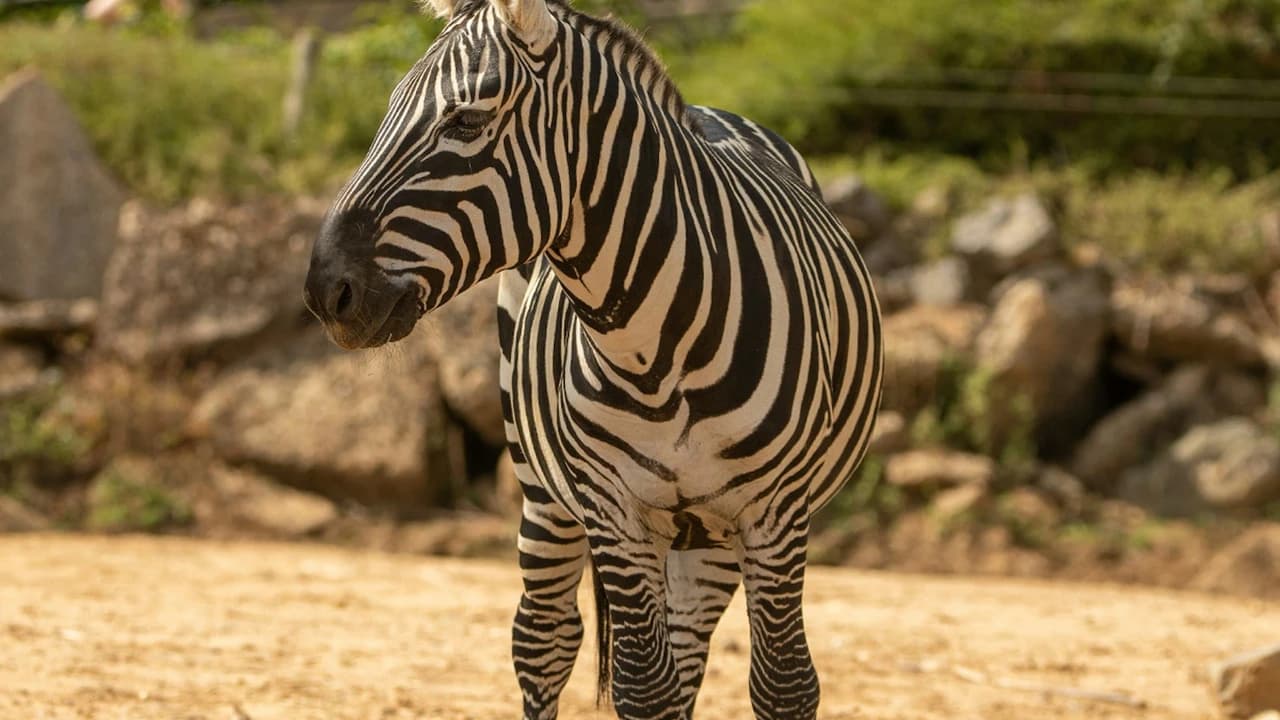 Colchester Zoo Ticket