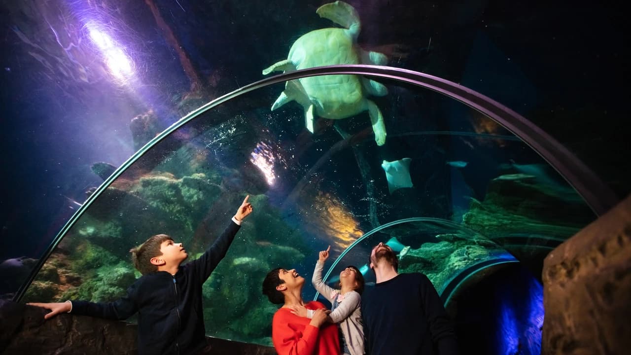 COMBO: SEA LIFE London Aquarium Ticket + London Hop-on Hop-off Bus Tour