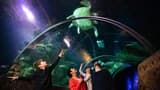 COMBO: SEA LIFE London Aquarium Ticket + London Hop-on Hop-off Bus Tour - image 7