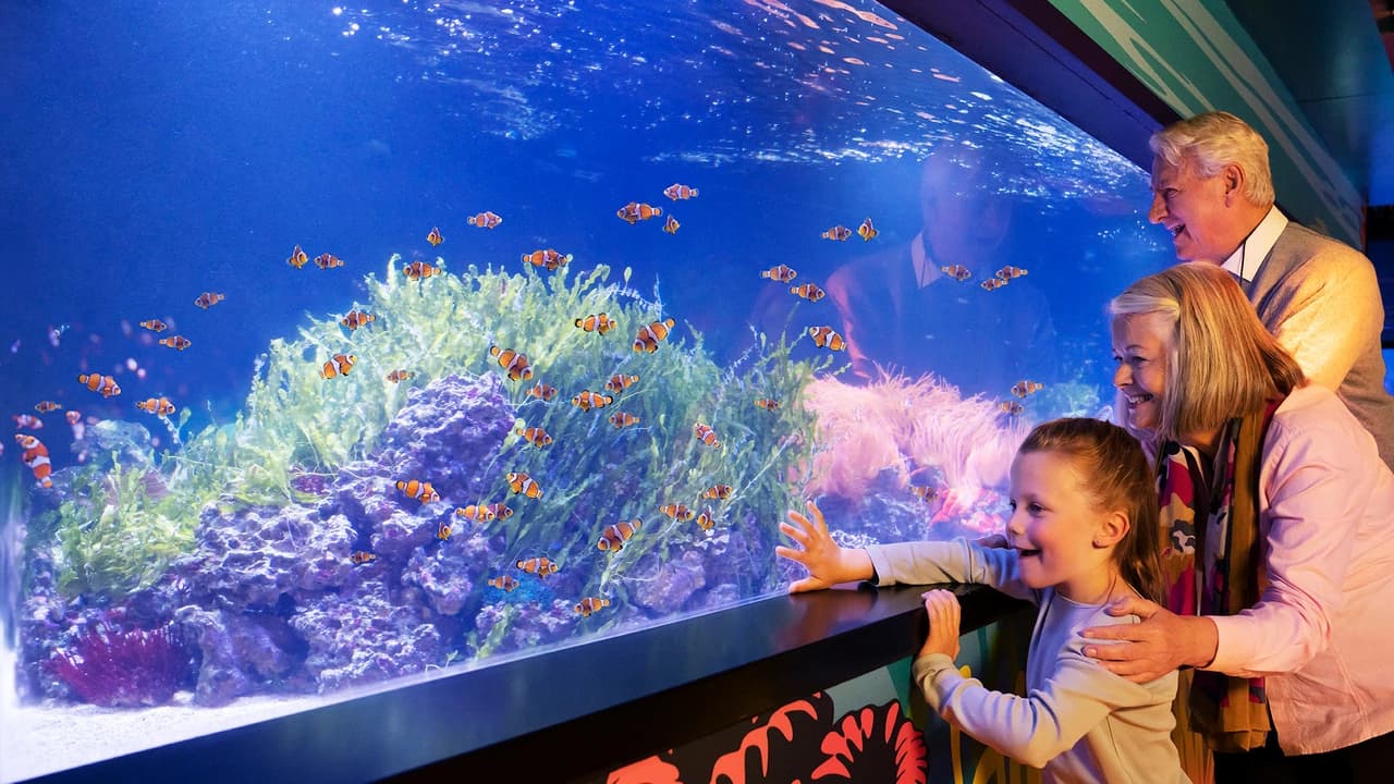 COMBO: SEA LIFE London Aquarium Ticket + London Hop-on Hop-off Bus Tour - Photo 4