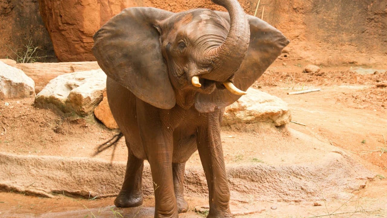 Zoo Atlanta Entry Ticket
