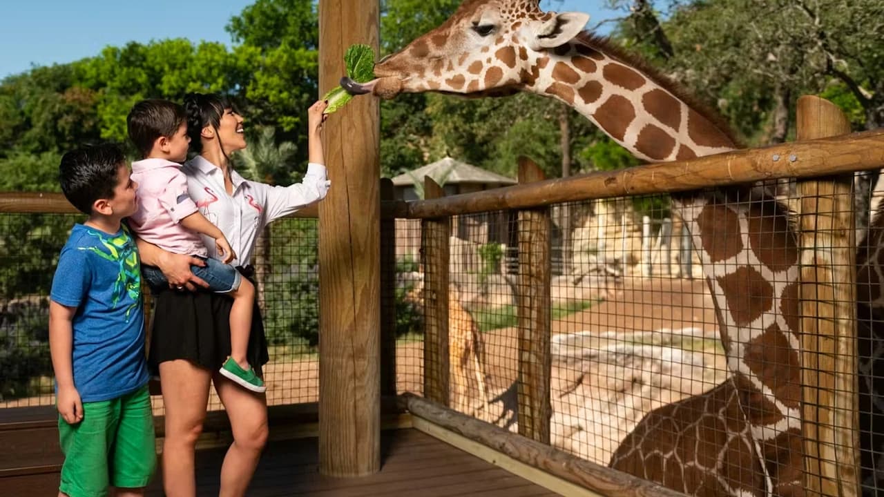 San Antonio Zoo Ticket - Photo 2