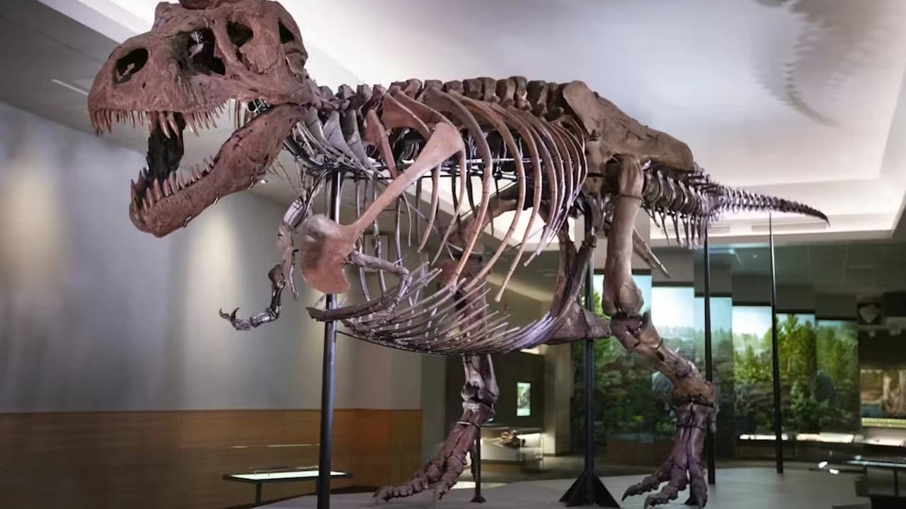 The Field Museum of Natural History Ticket