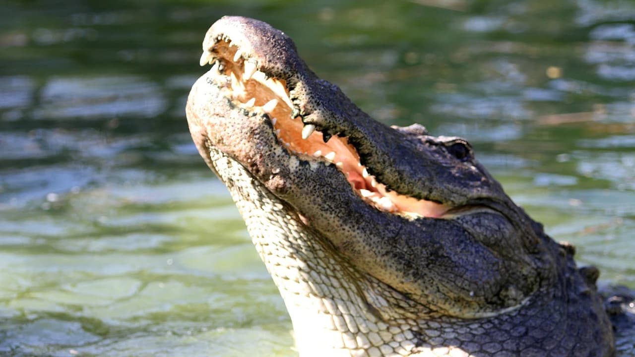 Gatorland Orlando