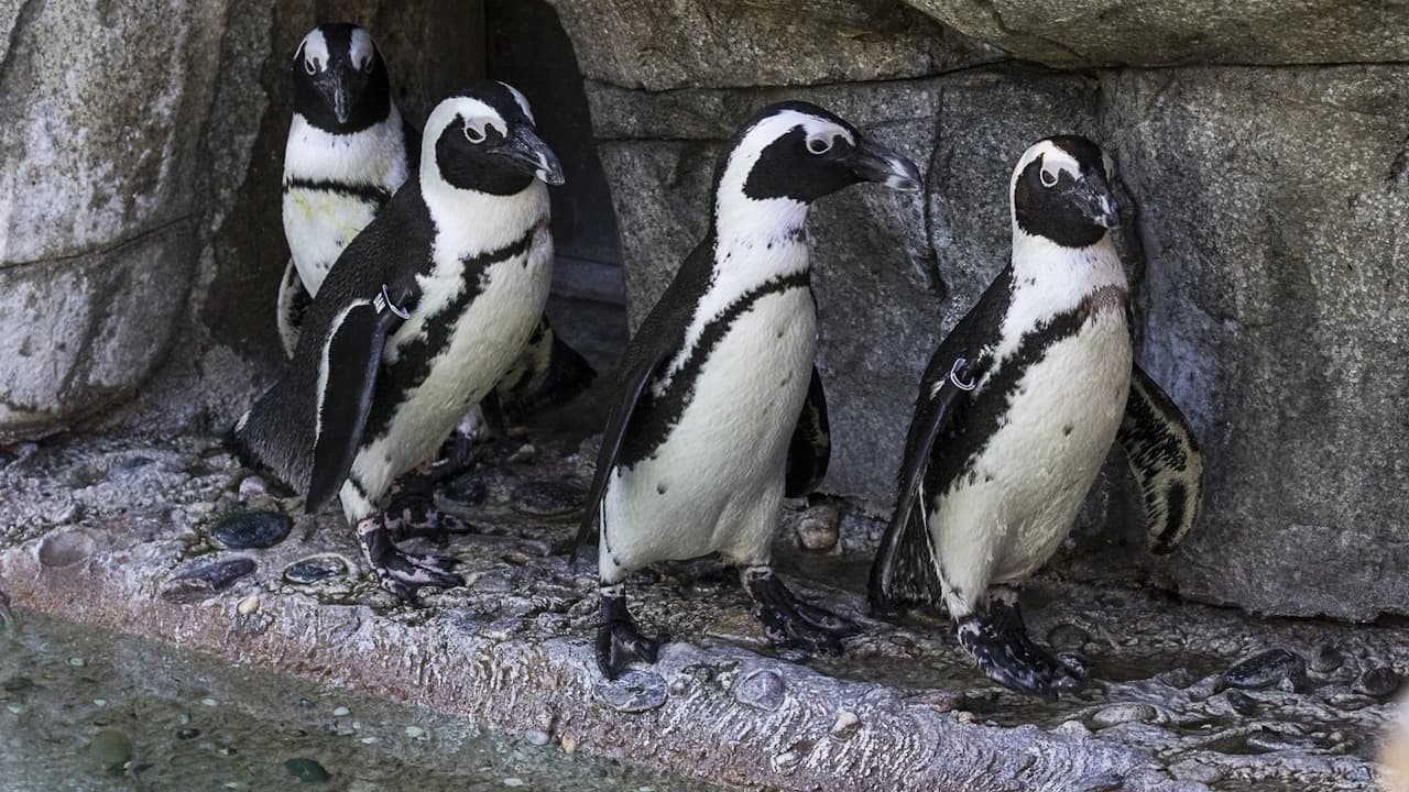 San Diego Zoo
