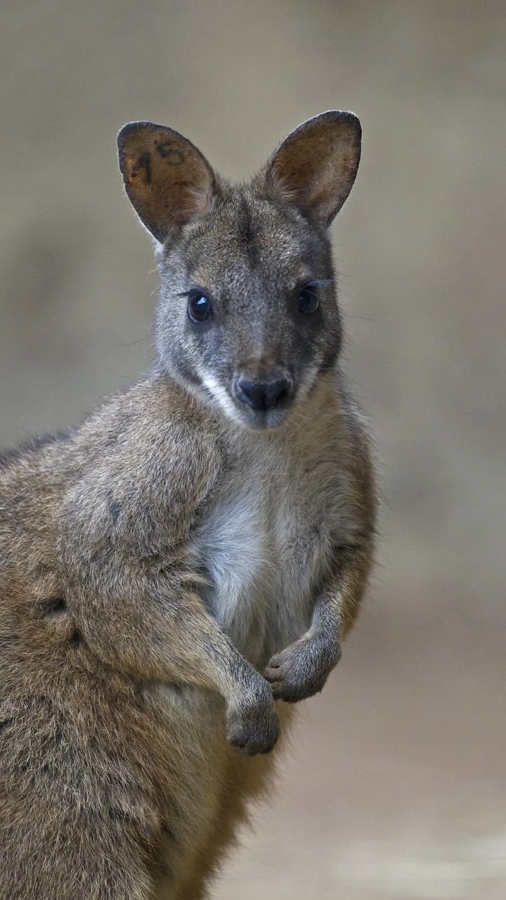 San Diego Zoo - image 6