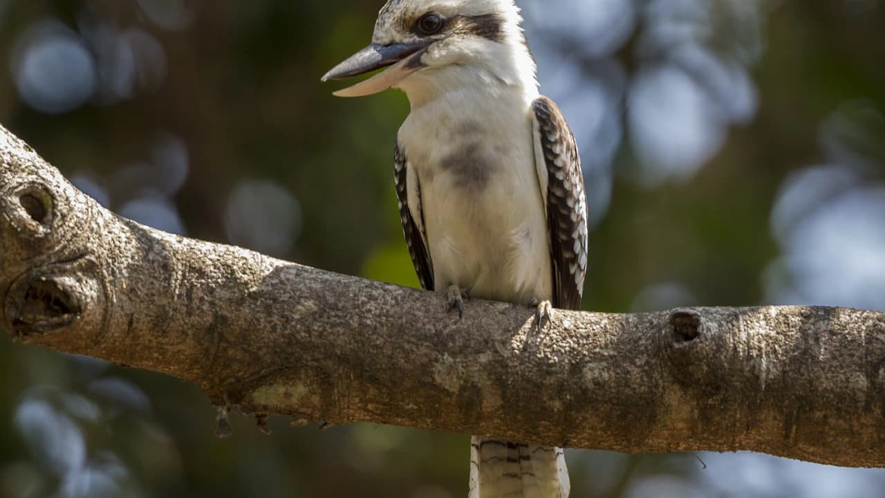 San Diego Zoo - image 7