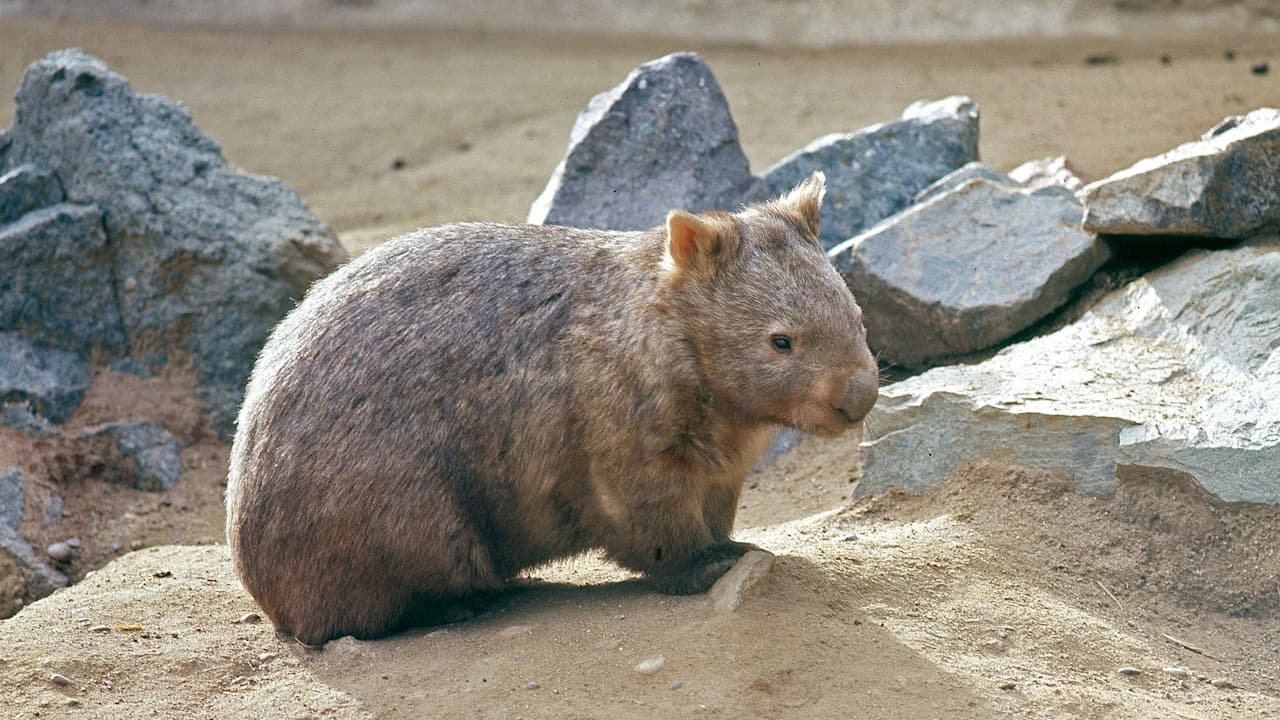 San Diego Zoo - image 8