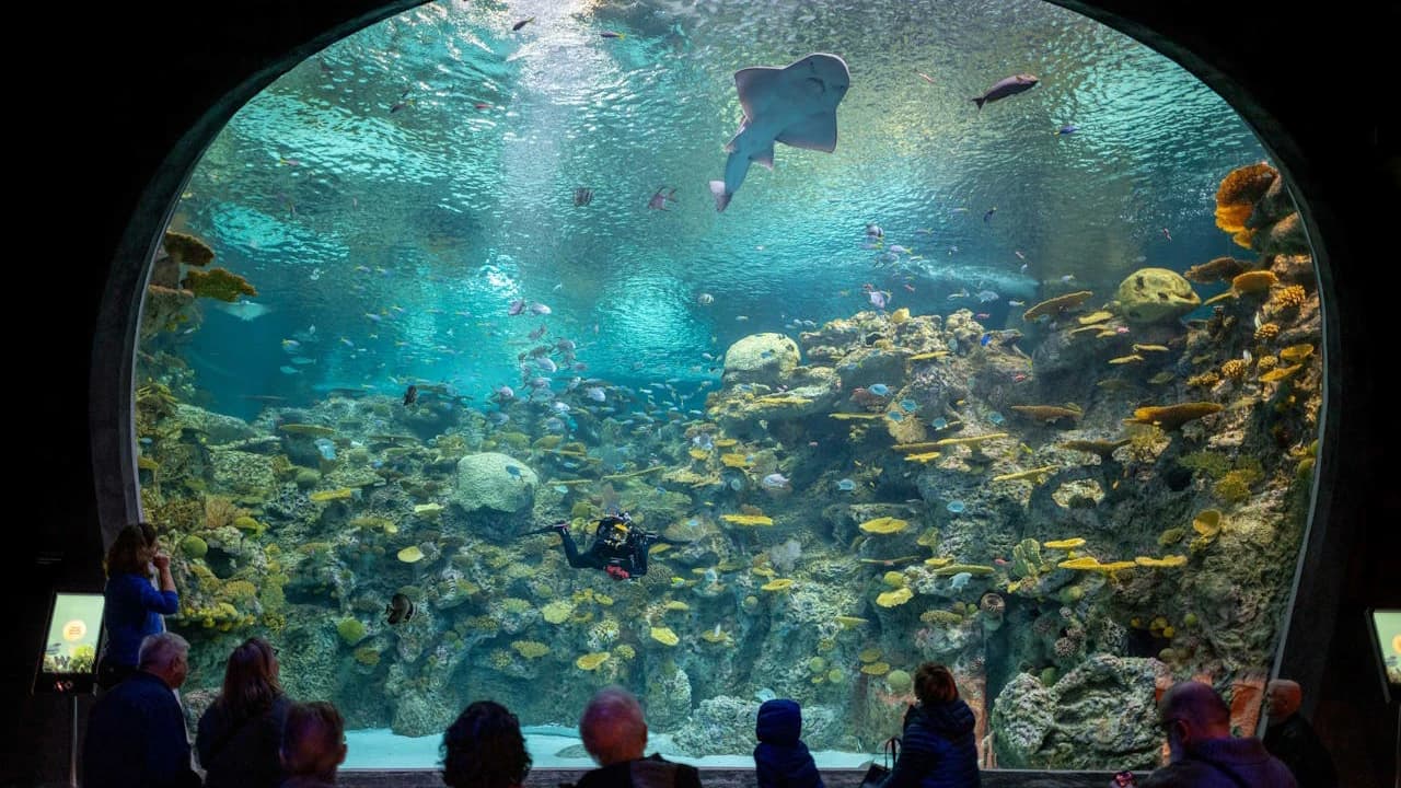 Seattle Aquarium Ticket