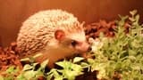 Moff Animal Cafe Lalaport Fukuoka Ticket - image 6