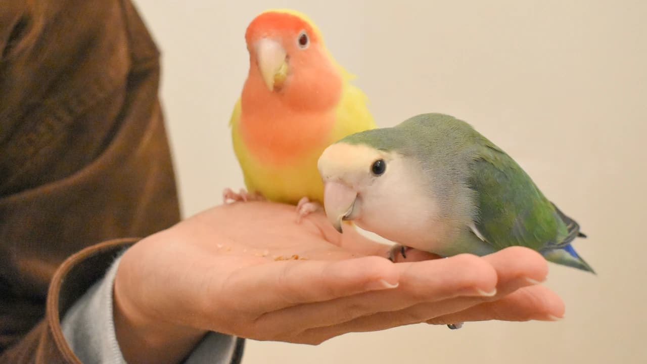 Moff Animal Cafe Lalaport Fukuoka Ticket - Photo 2