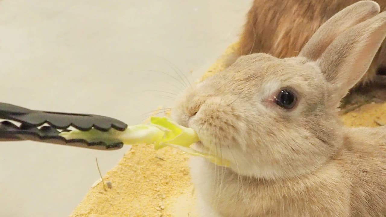 Moff Animal Cafe Lalaport Fukuoka Ticket - Photo 5