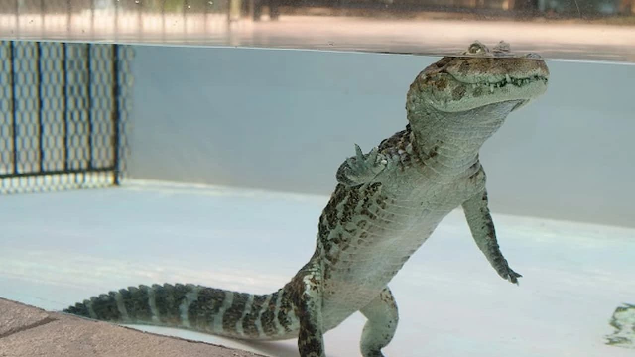 Atagawa Tropical and Alligator Garden Ticket