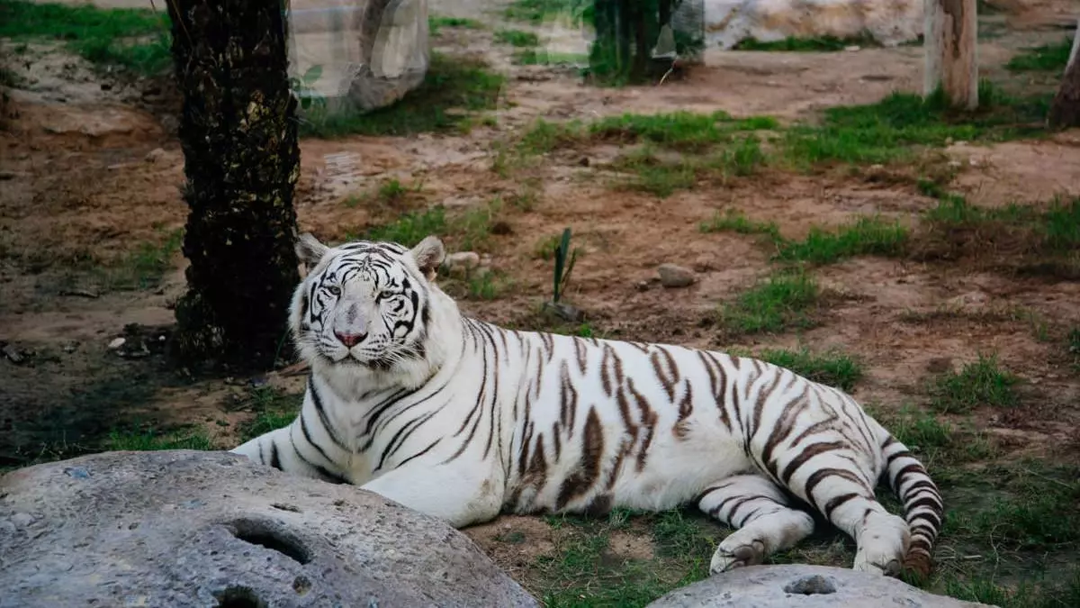 Abu Dhabi Emirates Park Zoo - Photo 5