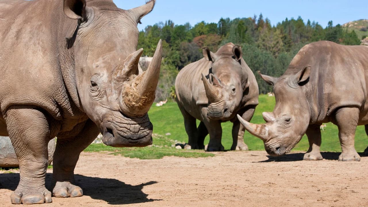 Go City San Diego Essentials Pass: Save up to 50% on Attractions - Photo 5