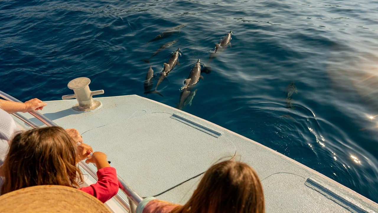 Kona Dolphin Watching Cruise with Snorkelling Experience