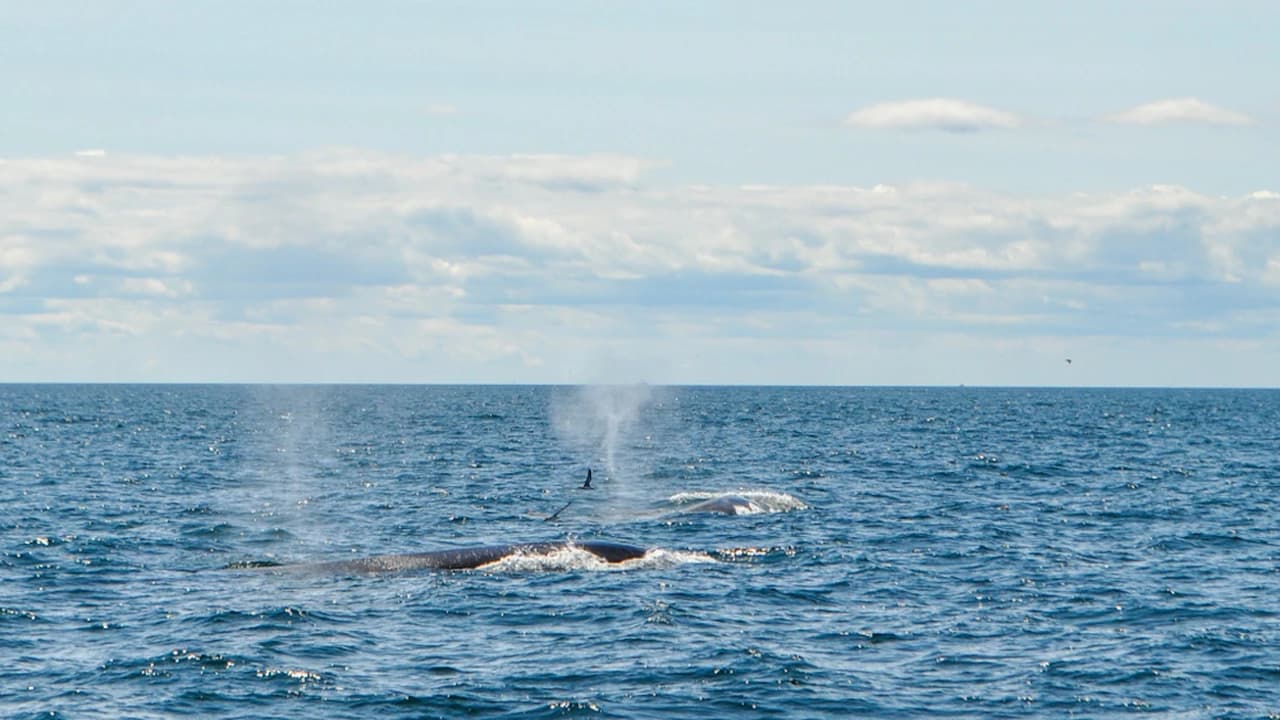 Boston Harbor Whale Watch Cruise