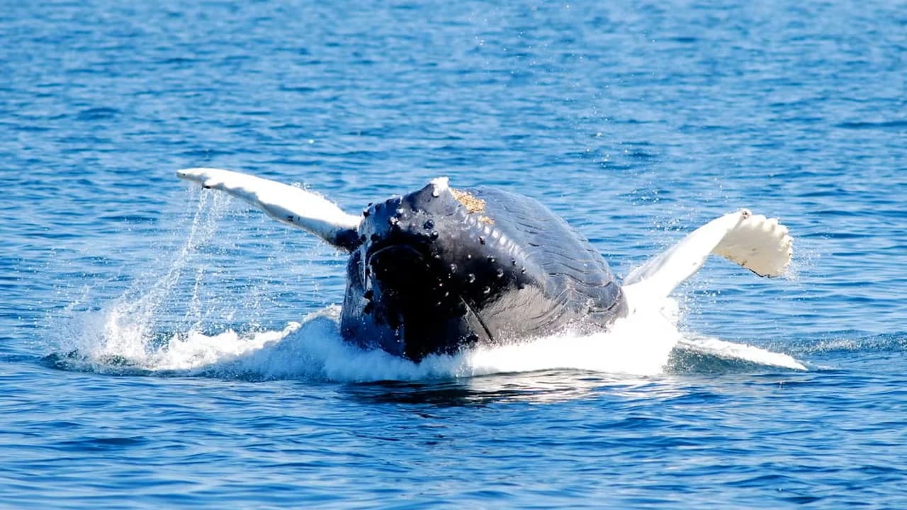 Boston Harbor Whale Watch Cruise - image 6