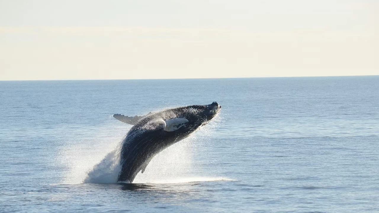 Boston Harbor Whale Watch Cruise - image 8