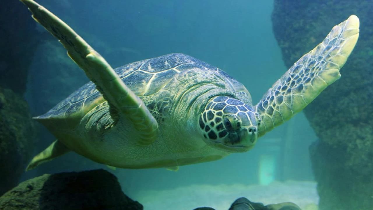 SEA LIFE New Jersey Aquarium Ticket