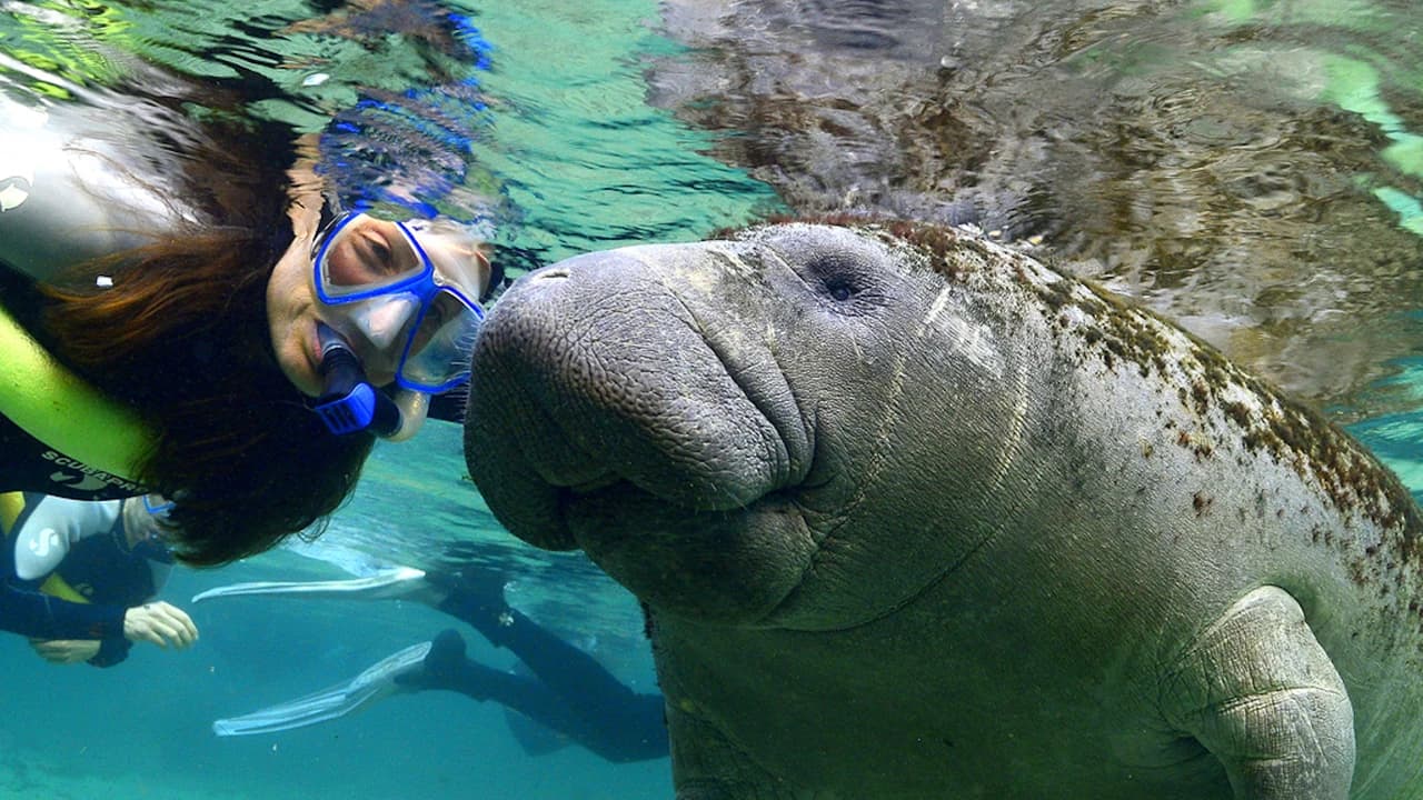 Florida Nature Coast Tour: Crystal River with Manatees Snorkelling, Homosassa State Park
