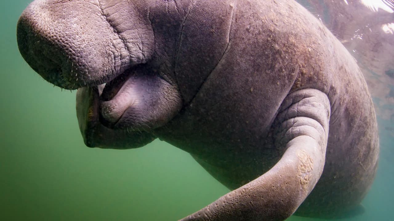 Florida Nature Coast Tour: Crystal River with Manatees Snorkelling, Homosassa State Park - image 6