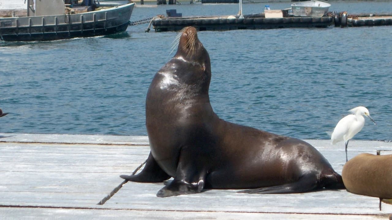 San Diego Harbour Cruise - Photo 4