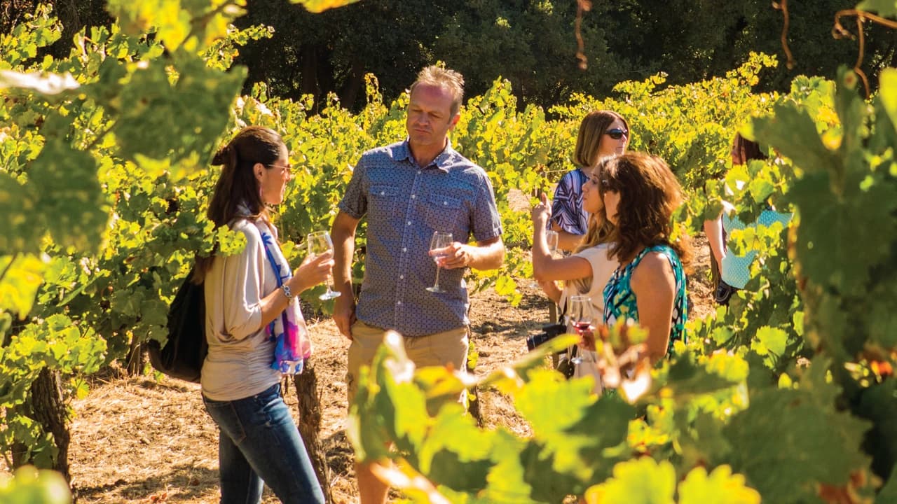 San Francisco Half-Day Wine Country Tour