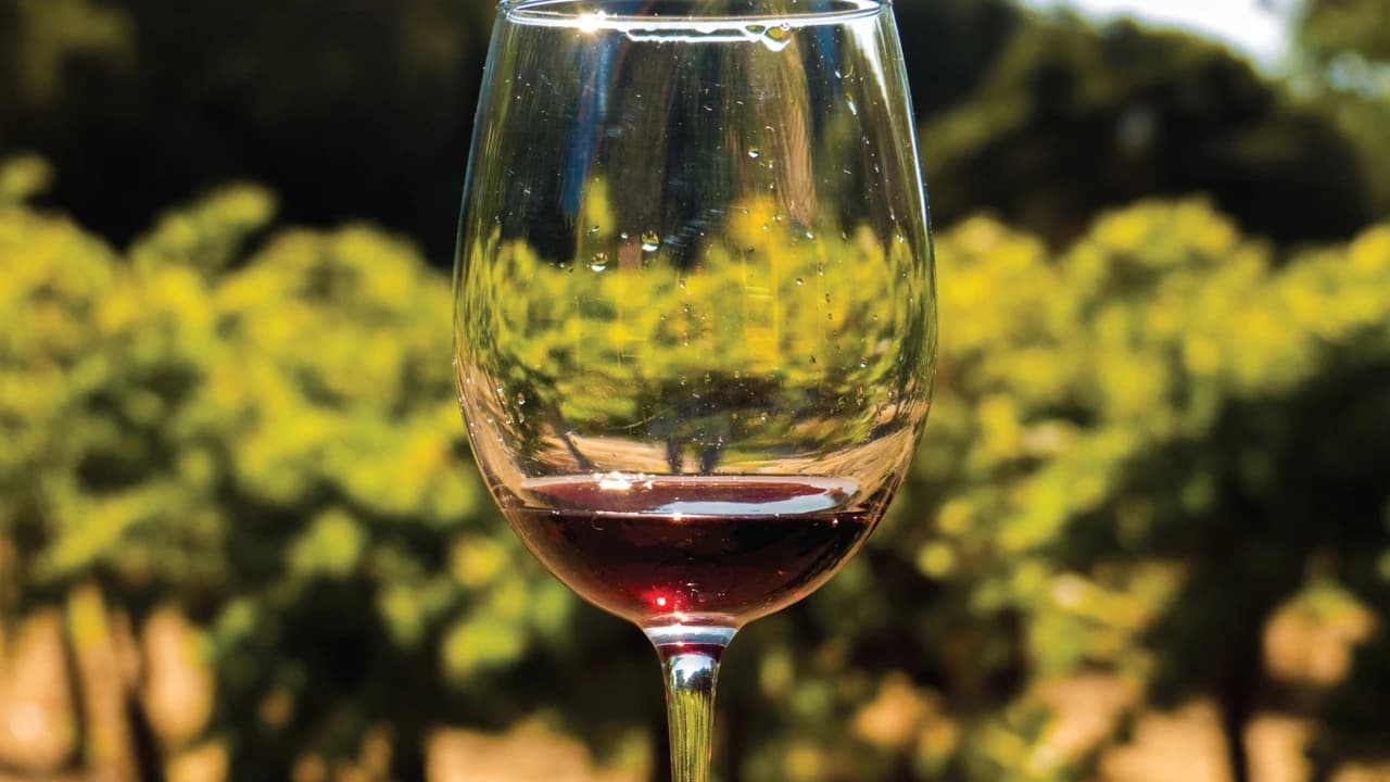 San Francisco Half-Day Wine Country Tour - Photo 4