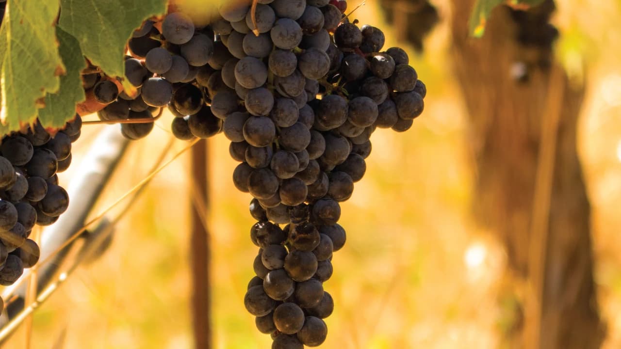San Francisco Half-Day Wine Country Tour - Photo 5