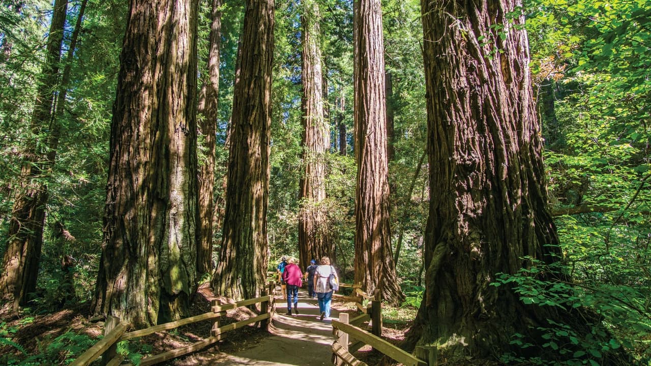 Muir Woods & Sausalito Half-Day Tour
