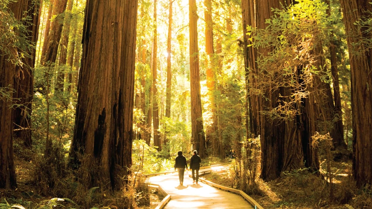 Muir Woods & Sausalito Half-Day Tour - Photo 2