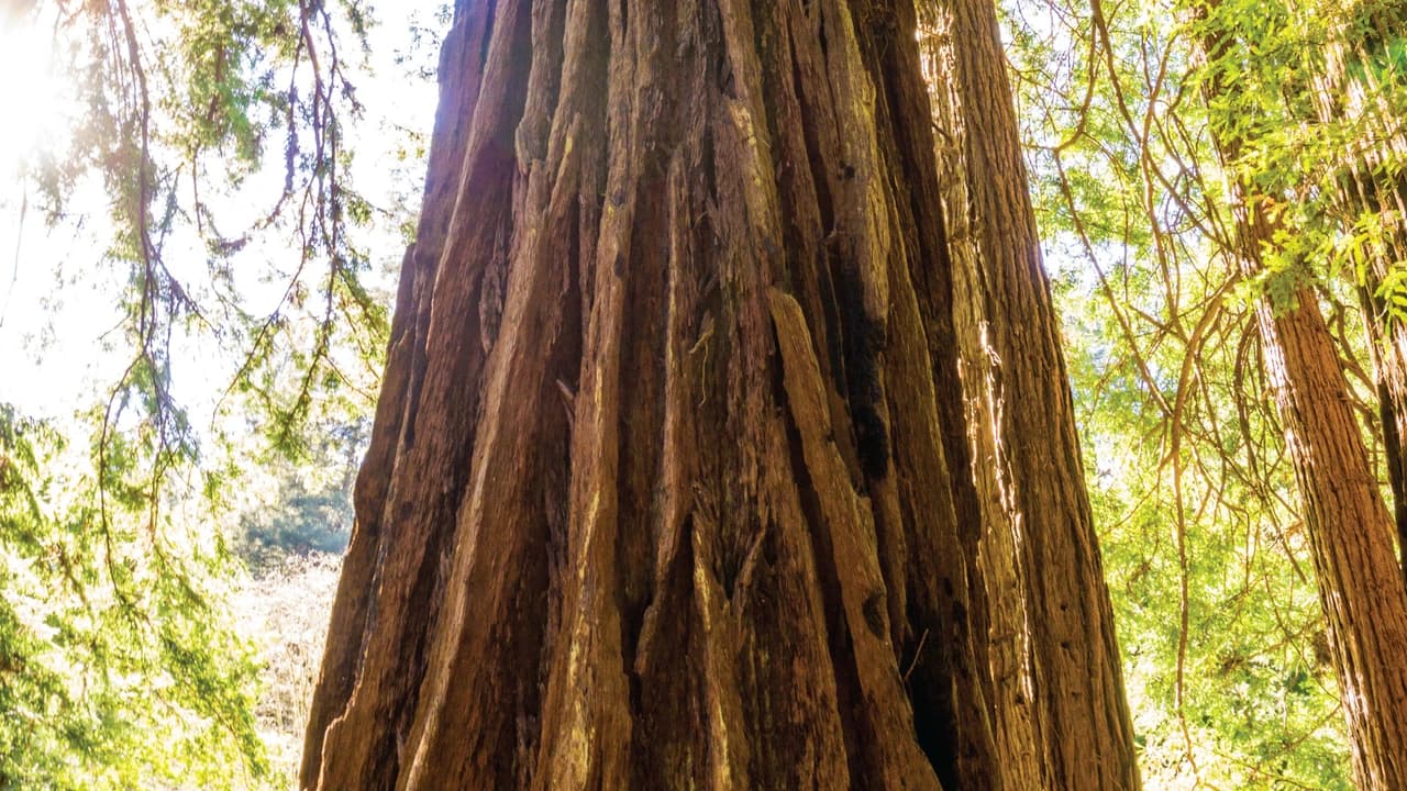 Muir Woods & Sausalito Half-Day Tour - image 6