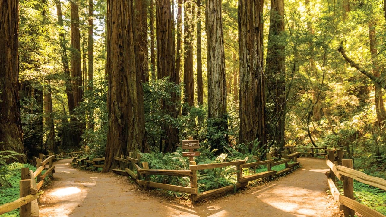 San Francisco Woods & Wine Country Full-Day Tour - Photo 2