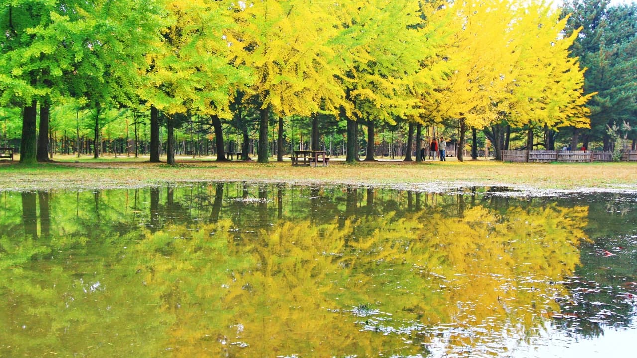 Nami Island and Mount Seorak Full-Day Tour from Seoul - Photo 5