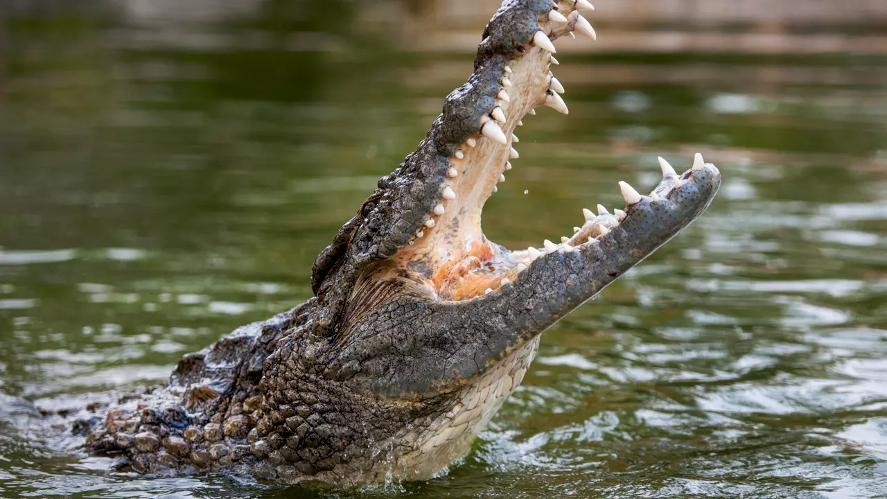 Dubai Crocodile Park - Photo 2