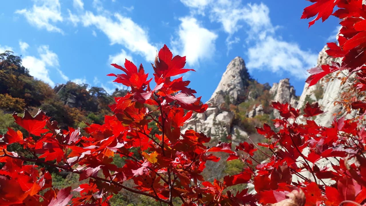 Nami Island, Mount Seorak, and Gapyeong Rail Bike Full-Day Tour from Seoul - image 8
