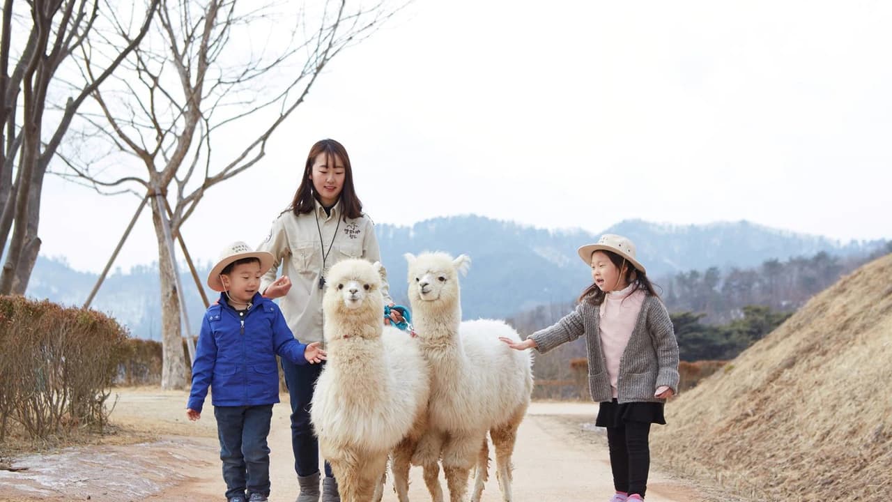 Alpaca World, Nami Island, and Garden of Morning Calm Tour from Seoul