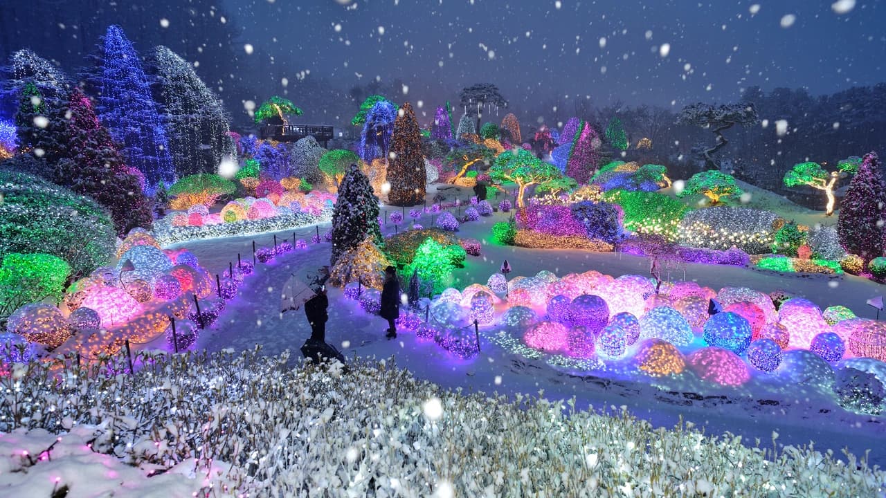 Alpaca World, Nami Island, and Garden of Morning Calm Tour from Seoul - image 8