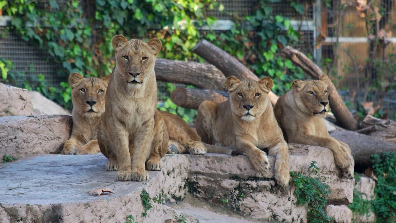 Barcelona Zoo