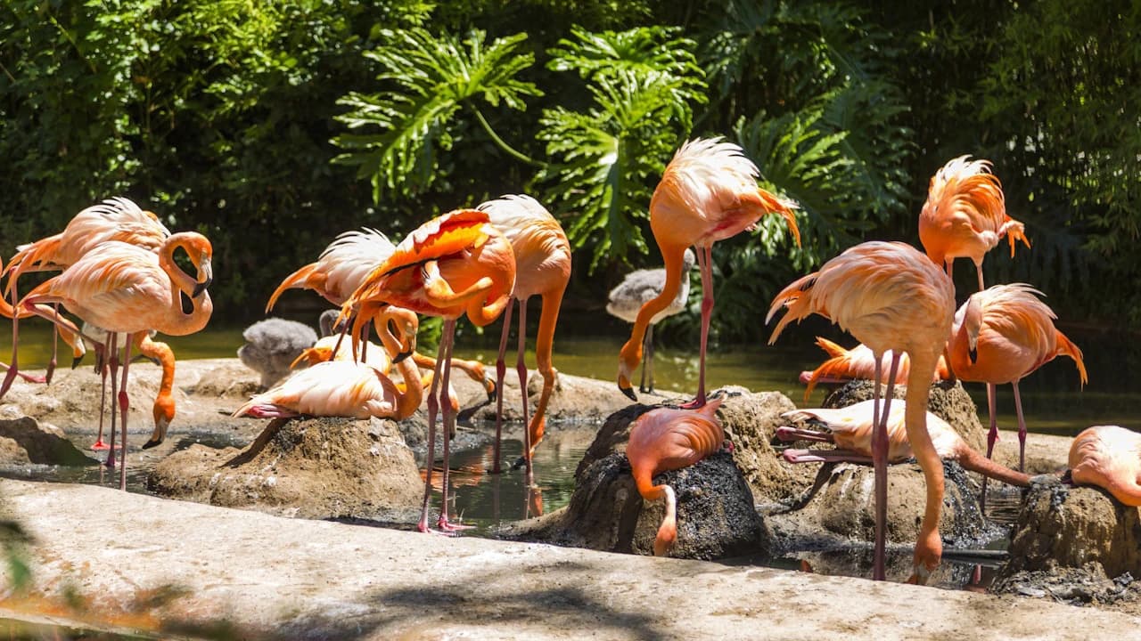 Barcelona Zoo - Photo 2
