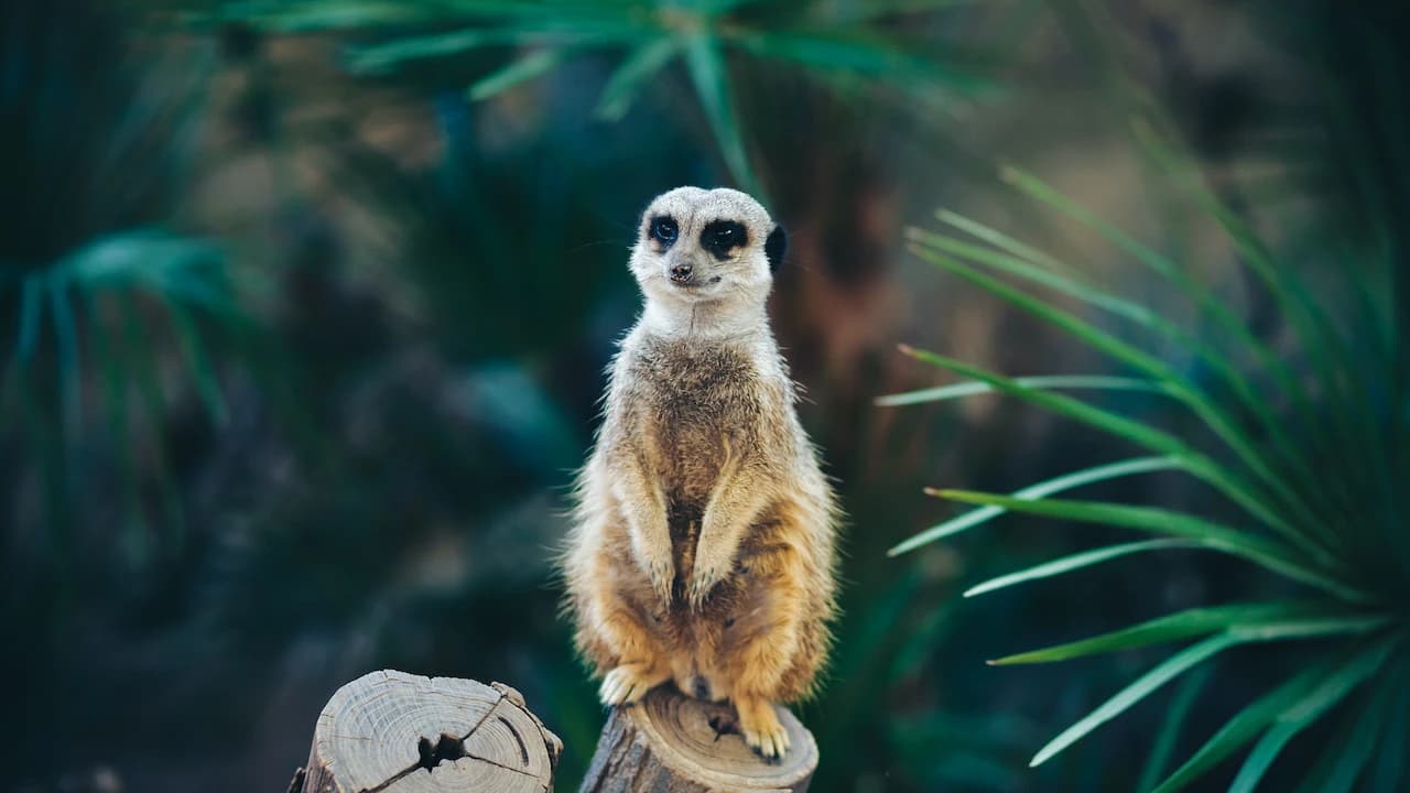 Barcelona Zoo - Photo 3