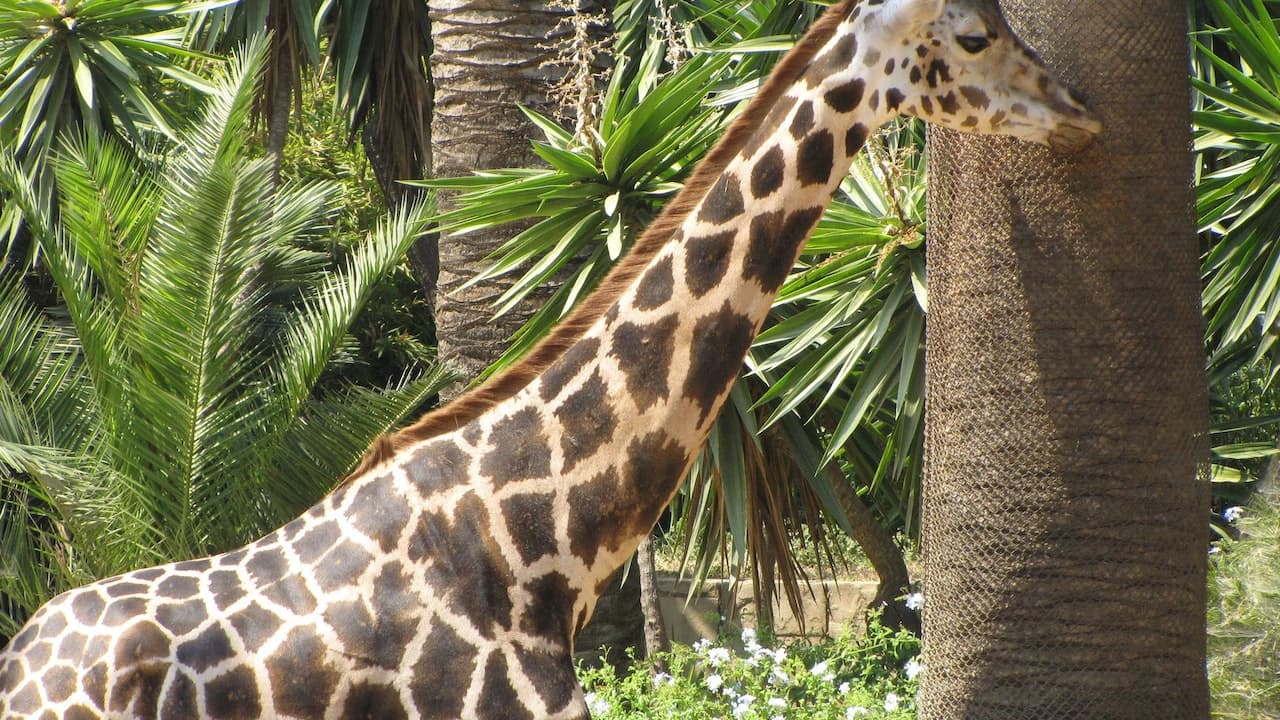 Barcelona Zoo - image 6