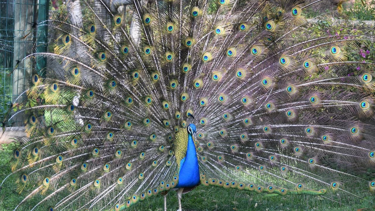 Barcelona Zoo - image 7